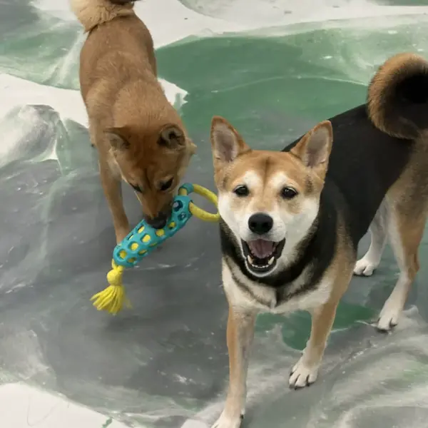 Dog enjoying a boarding stay at K9 Rox Club